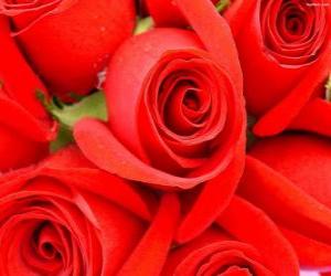 Puzzle Ανοικτό κόκκινα τριαντάφυλλα